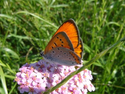 Lycaena dispar